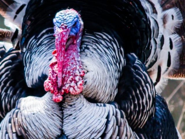 https://establishedmoving.com/wp-content/uploads/2019/11/Where-to-Get-Fresh-Turkey-in-Seattle-640x480.jpg