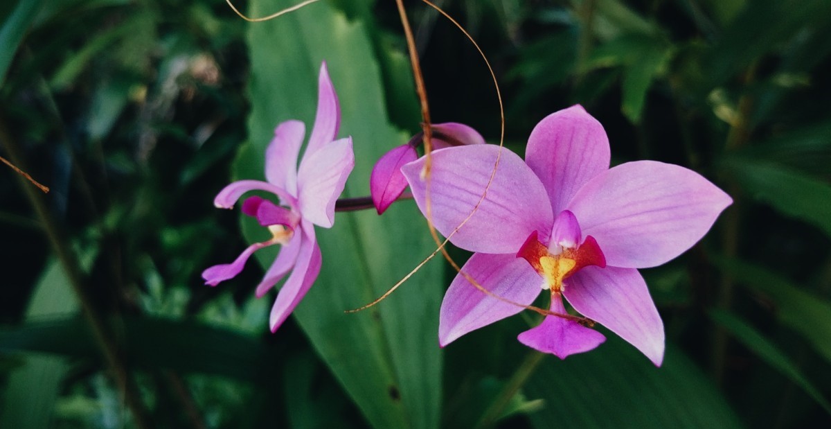 two pink orchids