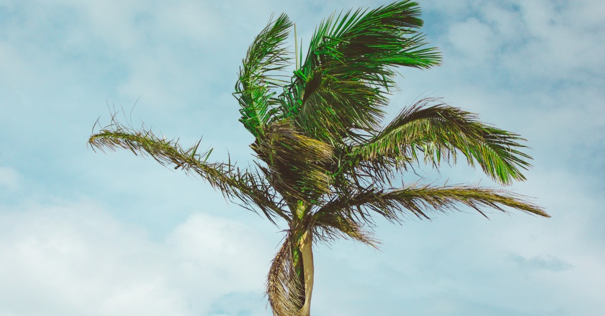 royal palm tree in the wind