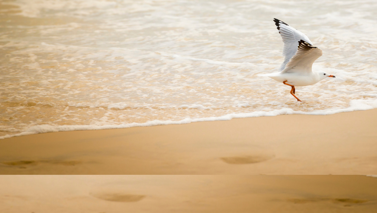 Labor Day In Jacksonville, FL Established Moving & Storage