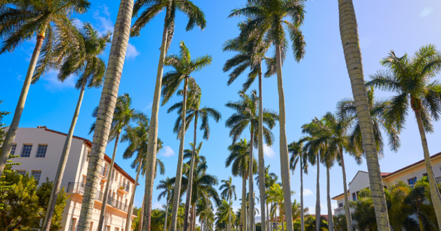 photos of palm trees in South Florida
